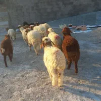 ۱۰ کاور هیکلی و بزرگ بره مشتری پسند باب پروار