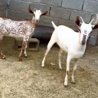 خال و ارتشی