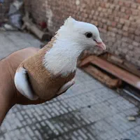 کفتر