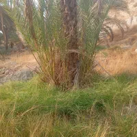 دمیت.پاجوش .نخل کبکاب .شهابی