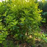 فروش شمشاد طلایی