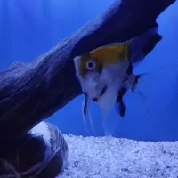 ماهی انجل|ماهی|مشهد, قائم|دیوار