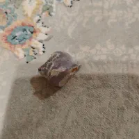 انگشتر وچندتاسنگ قدیمی|کلکسیون اشیاء عتیقه|بم, |دیوار