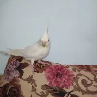 عروس هلندی نر البینو|پرنده|ملایر, |دیوار