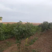 نهال مستقیم از نهالستان|خدمات باغبانی و درختکاری|بیله سوار, |دیوار