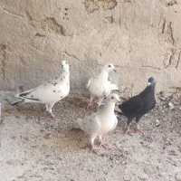 کبوتر|پرنده|برازجان, |دیوار