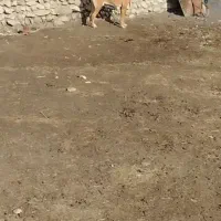 سگ ۲ساله|سگ|ارومیه, |دیوار