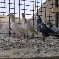 کفتر شهرستانی