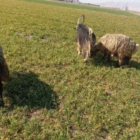 چبش . دبر .پازن