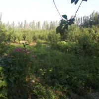 باغ و زمین زراعی در منطقه جاده قطور  خوی|فروش زمین و ملک کلنگی|خوی, |دیوار