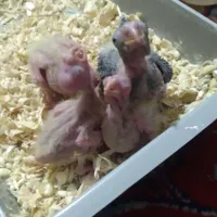 عروس هلندی|پرنده|همدان, |دیوار