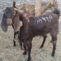 نری چاق سرحال