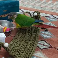 گم شدن پرنده