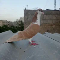 کفتر بوم پرشی ساده زرد ساده سیاه سبز سار همه نر