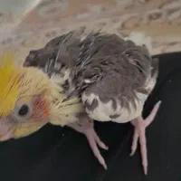 عروس هلندی ابلغ ۳۰روزه|پرنده|بجنورد, |دیوار