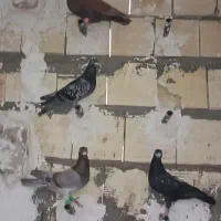 کفتر|پرنده|زاهدان, |دیوار