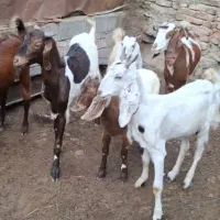 فروش 6راس بز سالم وسرحال همه ماده