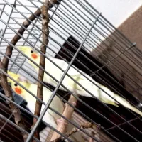 عروس هلندی به شرط تخم کردن