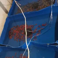 ماهی قرمز و گلدفیش و کوی،مولد و بچه