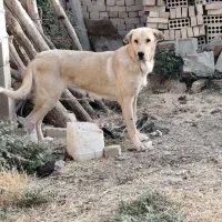 واگذاری ماده پژدر|سگ|رزن, |دیوار