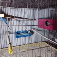 مرغ عشق|پرنده|نسیم‌شهر, |دیوار