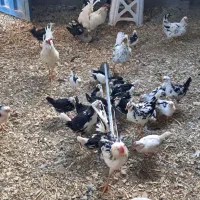 جوجه مرغ گلین (کاملا سالم و سرحال)|حیوانات مزرعه|قنوات, |دیوار