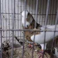 کبوتر گم شده