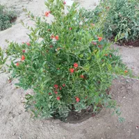 فروش زمین ۷۵۰ متری در آبشار تهران|فروش زمین و ملک کلنگی|تهران, آبشار تهران (دریاچه)|دیوار