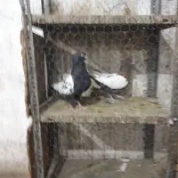 دورنگ دمسیاه|پرنده|قزوین, |دیوار