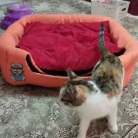 جای خواب گربه و سگ کوچک|لوازم جانبی حیوانات|قدس, شهرقدس|دیوار