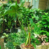 حراج  بی نظیر گل برگ انجیری  مناسبت کادو زائرین 95|گل و گیاه طبیعی|اصفهان, باغ فدک|دیوار