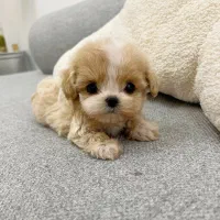 هاپو نیم وجبی