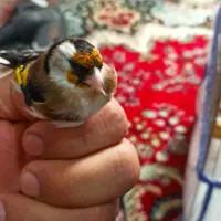 پرنده|پرنده|رشت, پیرکلاچای|دیوار