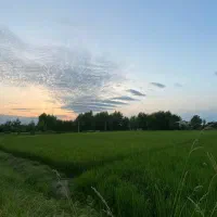 فروش شالیزار *به زراعی* در روستای زیبای چوبه