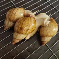 حلزون|خزنده|تهران, فلاح|دیوار