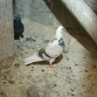 یه ماده شازده شکار خیلی بازی داره