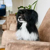 فروش سگ شیتزو مالتیز