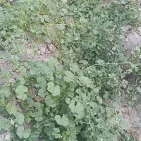 گیاه دارویی