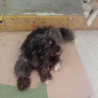 سلام به دوستان میگم این سگ گم شده اطراف هوشی