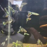 ماهی گپی|ماهی|شیروان (خراسان), |دیوار