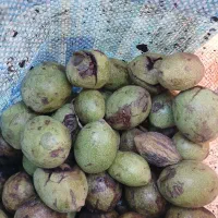 گردوتازه،بدون پوست
