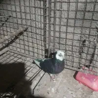 یک طوق کبوتر شازده سیاه ، سروکله دار مست|پرنده|هشتگرد, خور|دیوار