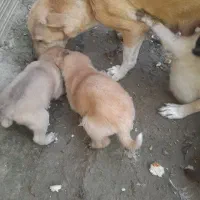 توله پاکوتاه ۷ عدد هرکی خواست دونه ۳۰۰|سگ|آق قلا, |دیوار