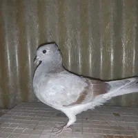 کبوترفروشی|پرنده|تهران, افسریه شمالی|دیوار