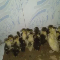 اردک اسراییلی