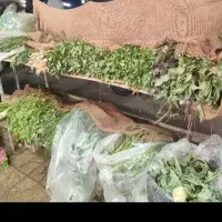 اجاره قسمت سبزی