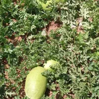 انواع بذر فضای باز و گلخانه‌ای|خدمات باغبانی و درختکاری|اهواز, نادری|دیوار