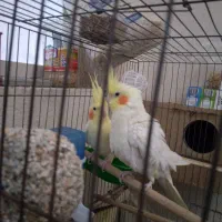 عروس هلندی ۱. ساله شرط تخم جوجه فروش فوری|پرنده|لالی, |دیوار