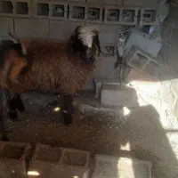 بره