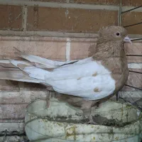 کبوترجفت سینه ای پاک|پرنده|تفت, |دیوار